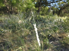 Digitaria californica