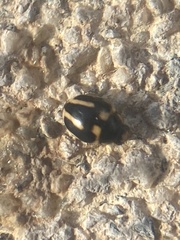 Hyperaspis trifurcata