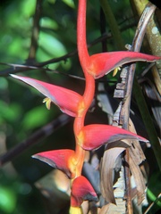 Heliconia pogonantha