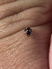 Hyperaspis trifurcata