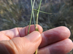 Digitaria californica