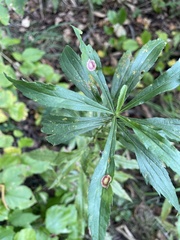 Asteromyia carbonifera