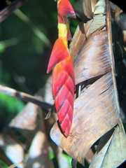 Heliconia pogonantha