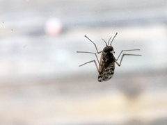 Sylvicola