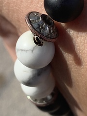 Hyperaspis trifurcata