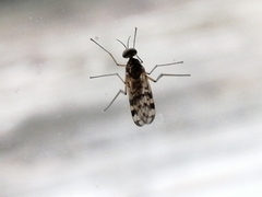 Sylvicola