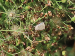 Zizeeria knysna