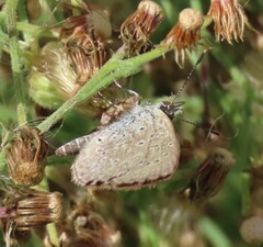Zizeeria knysna