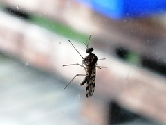 Sylvicola