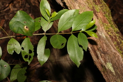 Cyclophyllum longipetalum