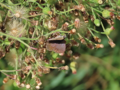 Zizeeria knysna