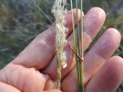 Digitaria californica