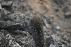 Loxanthocereus acanthurus