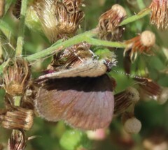 Zizeeria knysna