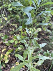 Asteromyia carbonifera