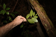 Cyclophyllum longipetalum