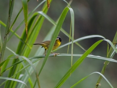 Geothlypis semiflava