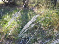 Digitaria californica