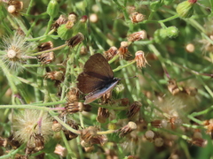 Zizeeria knysna