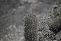 Haageocereus acranthus