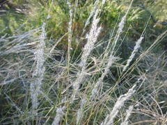 Digitaria californica