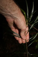 Acacia maidenii