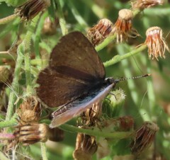 Zizeeria knysna