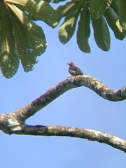 Melanerpes pucherani