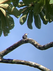 Melanerpes pucherani