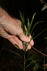 Acacia maidenii