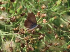 Zizeeria knysna