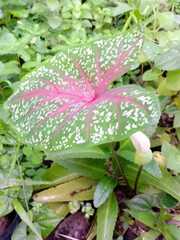 Caladium bicolor