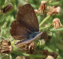Zizeeria knysna