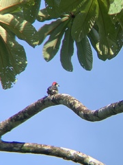 Melanerpes pucherani