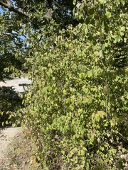 Cornus drummondii
