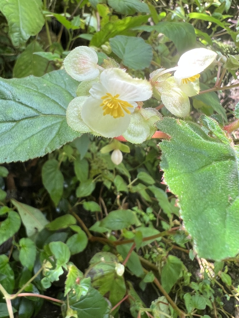 Begonia trianae