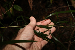 Acacia maidenii