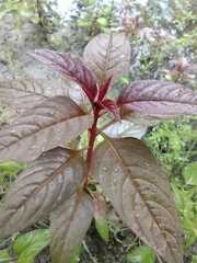 Celosia spicata