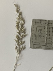 Arrhenatherum elatius