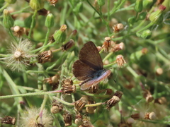Zizeeria knysna