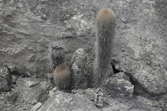 Haageocereus pseudomelanostele