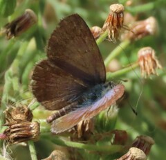 Zizeeria knysna