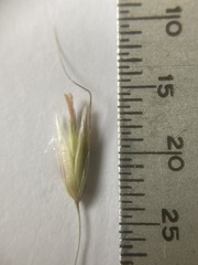 Arrhenatherum elatius