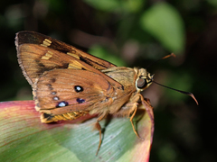 Trapezites symmomus