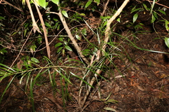 Acacia maidenii