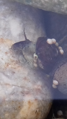 Theodoxus danubialis