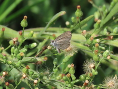 Zizeeria knysna