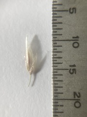 Arrhenatherum elatius