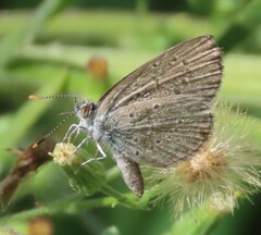 Zizeeria knysna