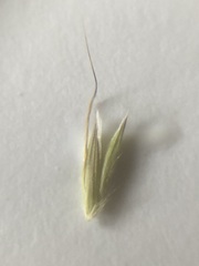 Arrhenatherum elatius